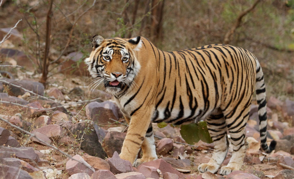 A tiger in Ranthambore National Park, India