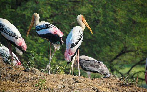 Bharatpur Bird Sanctuary Rajasthan