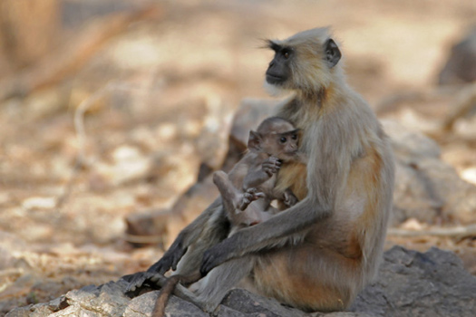 Ranthambore National Park Langur with Baby
